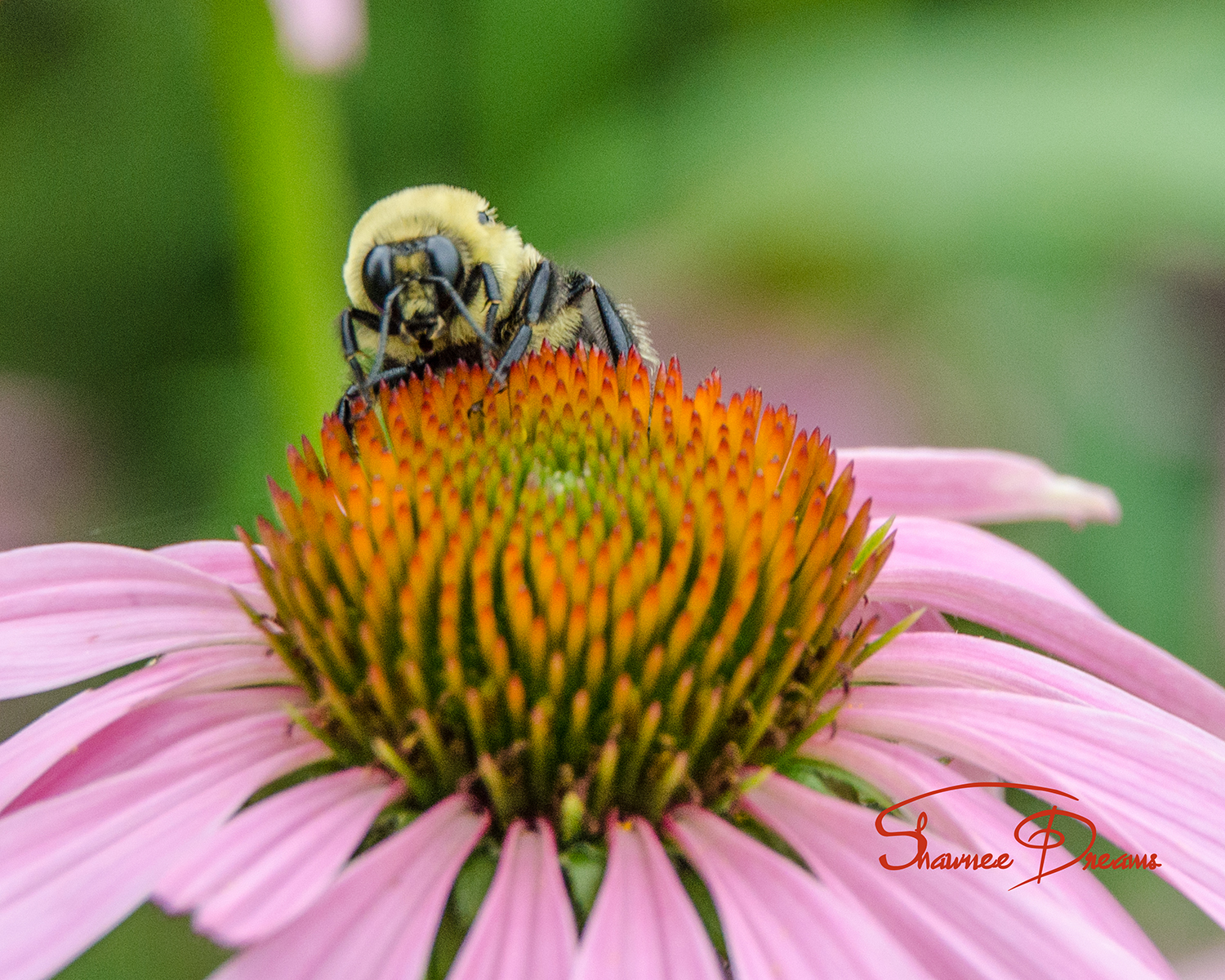 Bumble and coneflower