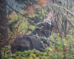 Cow moose in Pittsburg feeding near trail.