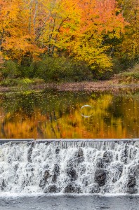 Great Blue Heron flies low over mill pond.