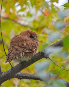 Eastern Screech Owl - Red Morph,  Resting in a tree by our barn