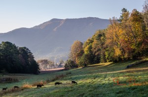 Early Morning Grazing