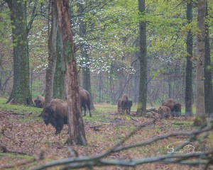 Bison in the Dogwood
