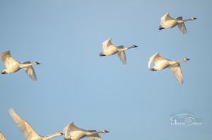 Swans Galore