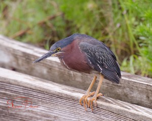 on the lookout