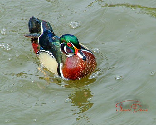 Paddling Around