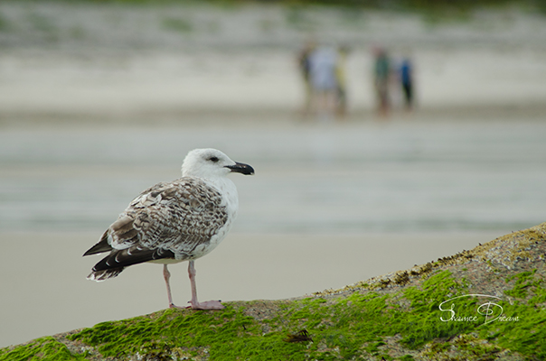 Walkin' on the Beach