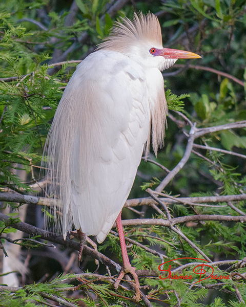 Cattle Egret