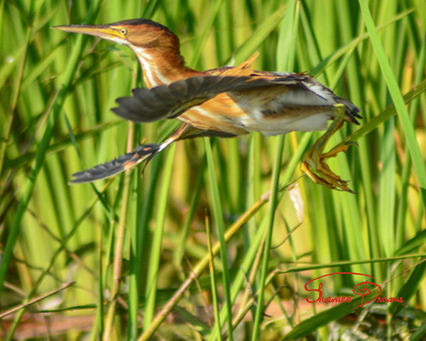 Awkward Takeoff