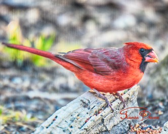 Cardinalis cardinalis