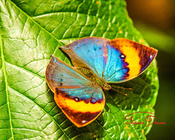 Butterflies are self propelled flowers.  ~R.H. Heinlein