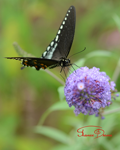 Garden Beauties