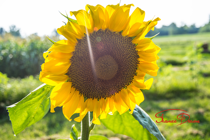 Sun On The Flower