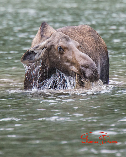 Moose grazing in lake