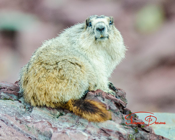 Hoary Marmot