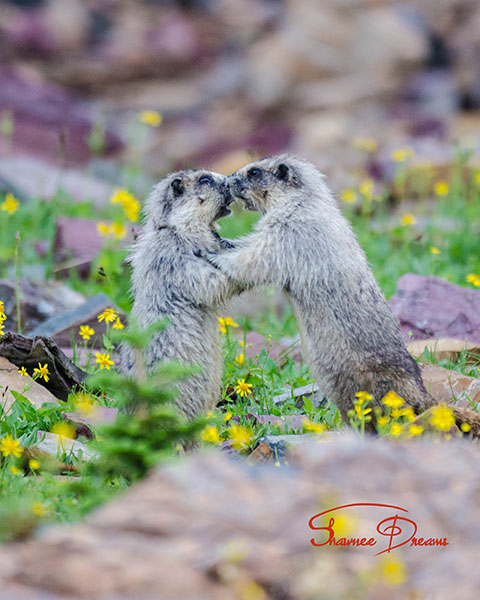 Marmots standing