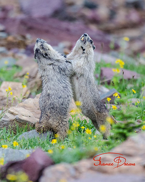 marmots dancing.