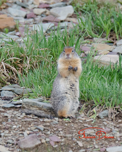 Columbian Ground Squirrel