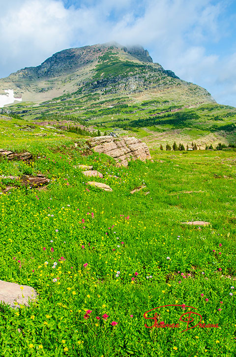 Alpine Meadow