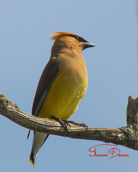 Cedar Waxwing