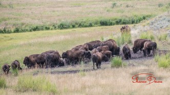 Buffalo Lick Yellowstone