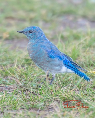 Mountain Bluebird