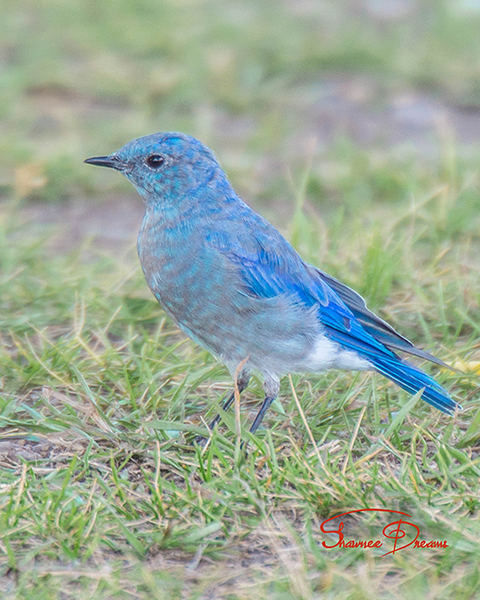 Mountain Bluebird