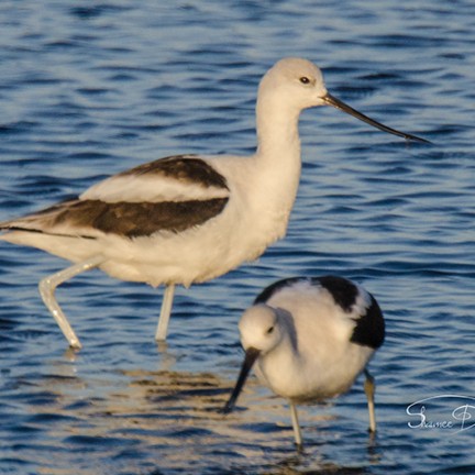 American Avocet