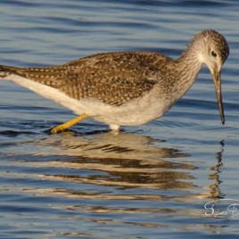 Marbled Godwit