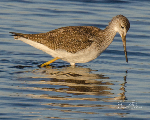 Marbled Godwit