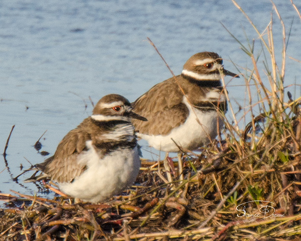 Killdeer