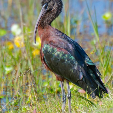 Glossy Ibis