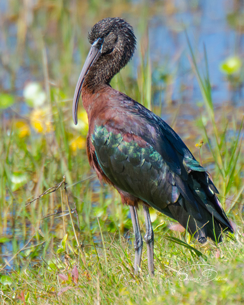 Glossy Ibis