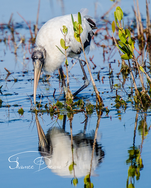 Wood Stork Black Pointe Drive