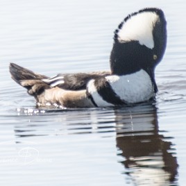 Hooded Merganser