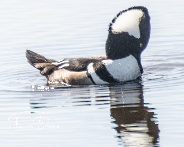 Hooded Merganser