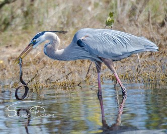 Great Blue Heron Lunch