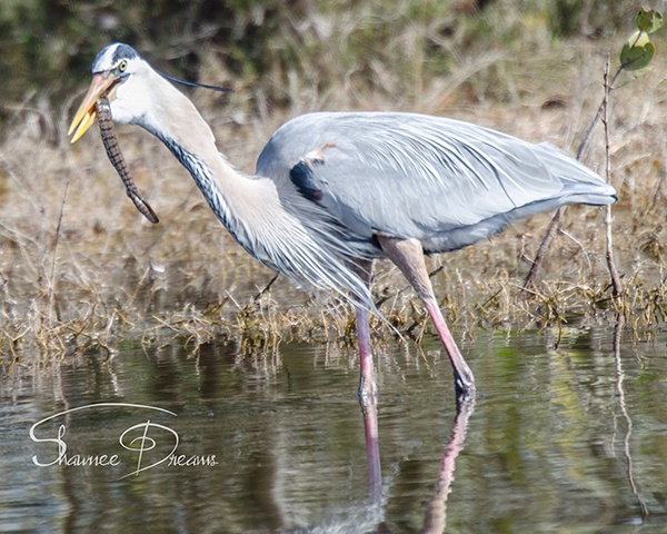 Great Blue Heron Halfway Through Lunch