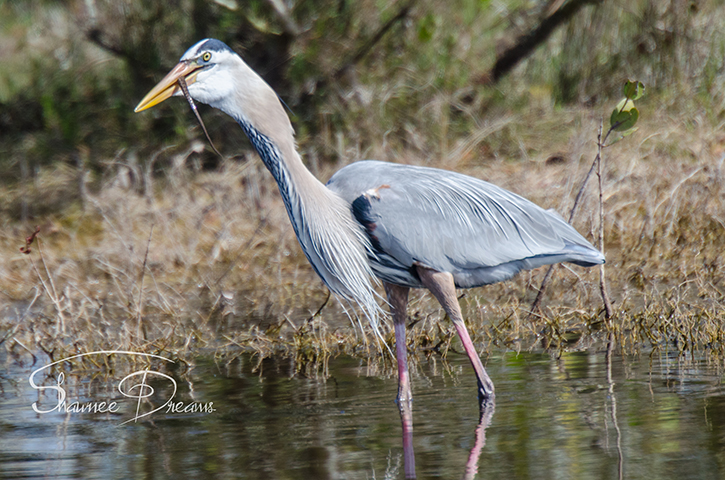 Great Blue Heron With A Little Left
