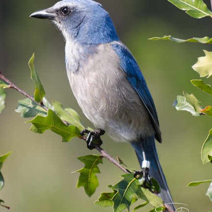 Florida Scrub Jay