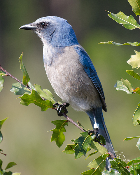 Florida Scrub Jay