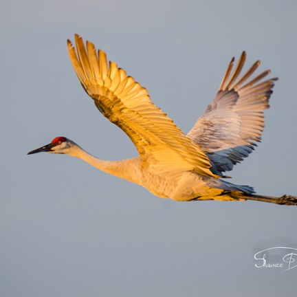 Sand hill crane in flight