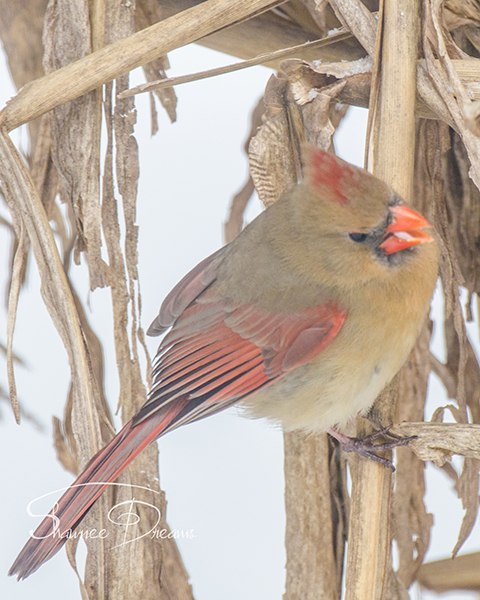 Female Cardinal wirh seed