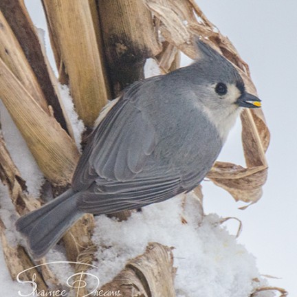 Titmouse