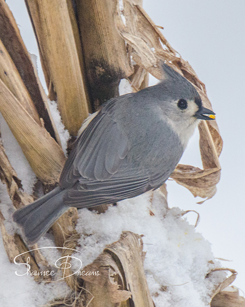 Titmouse