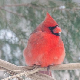 Cardinal on corn stalk