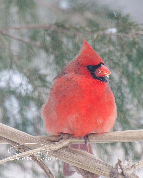 Cardinal on corn stalk