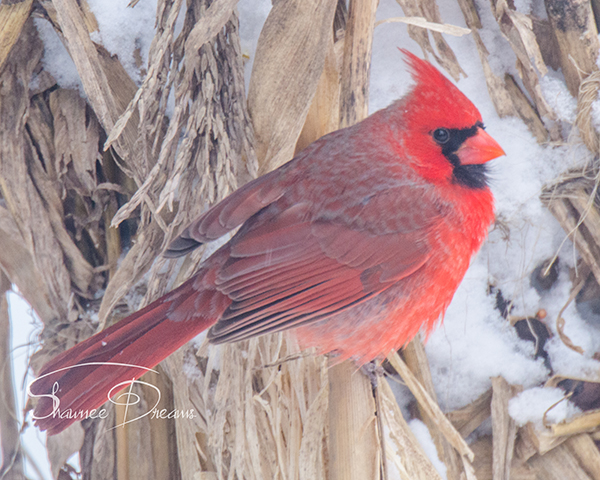 Cardinal