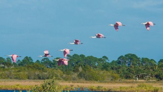 Roseate Spoonbils