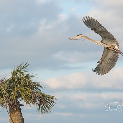 Great Blue Heron Landing