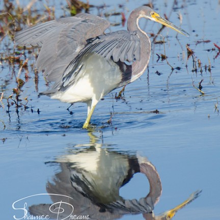 Tricolored Heron